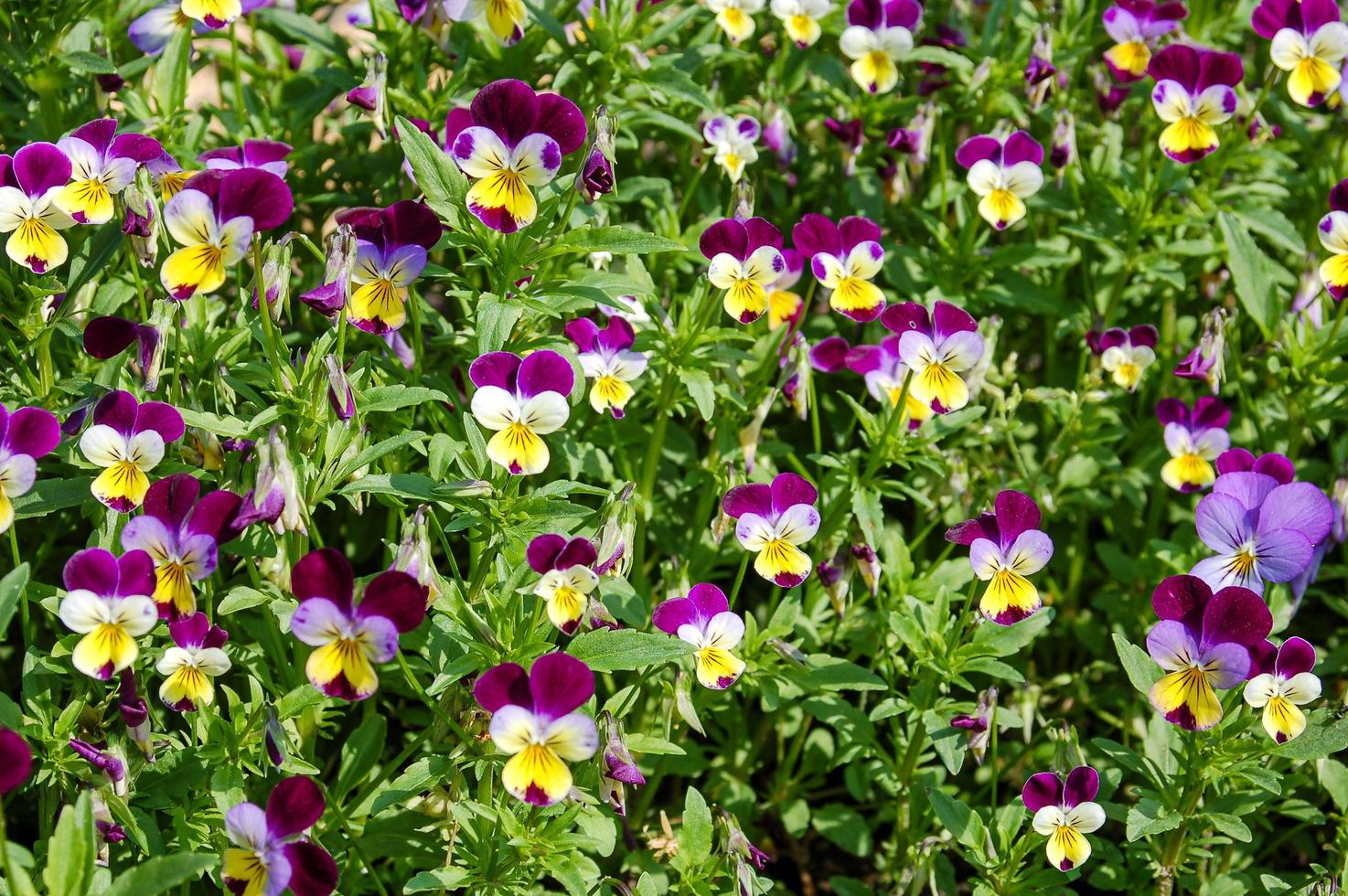 pansy viola tre färg foto