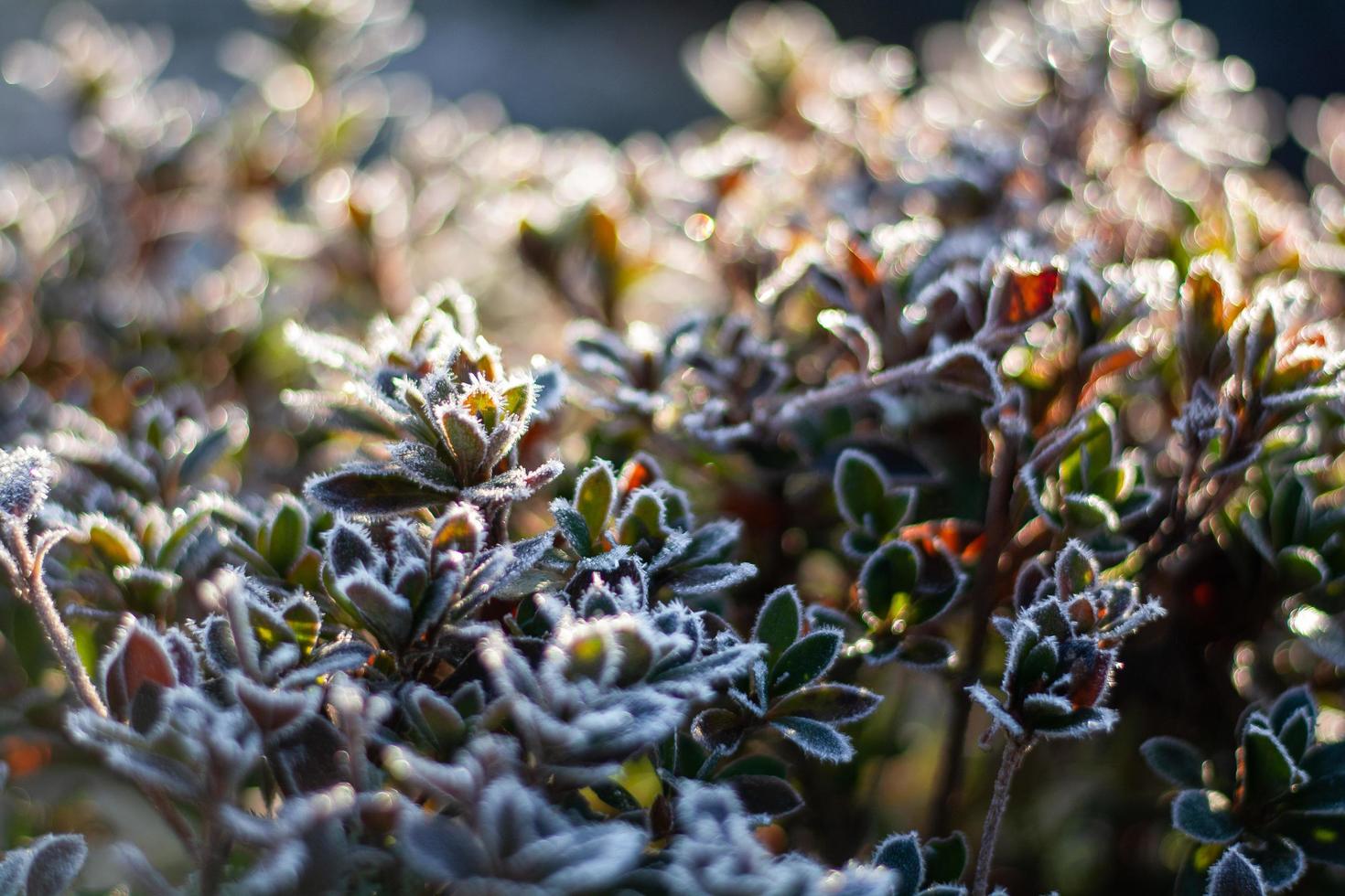 vinter frostade växter foto