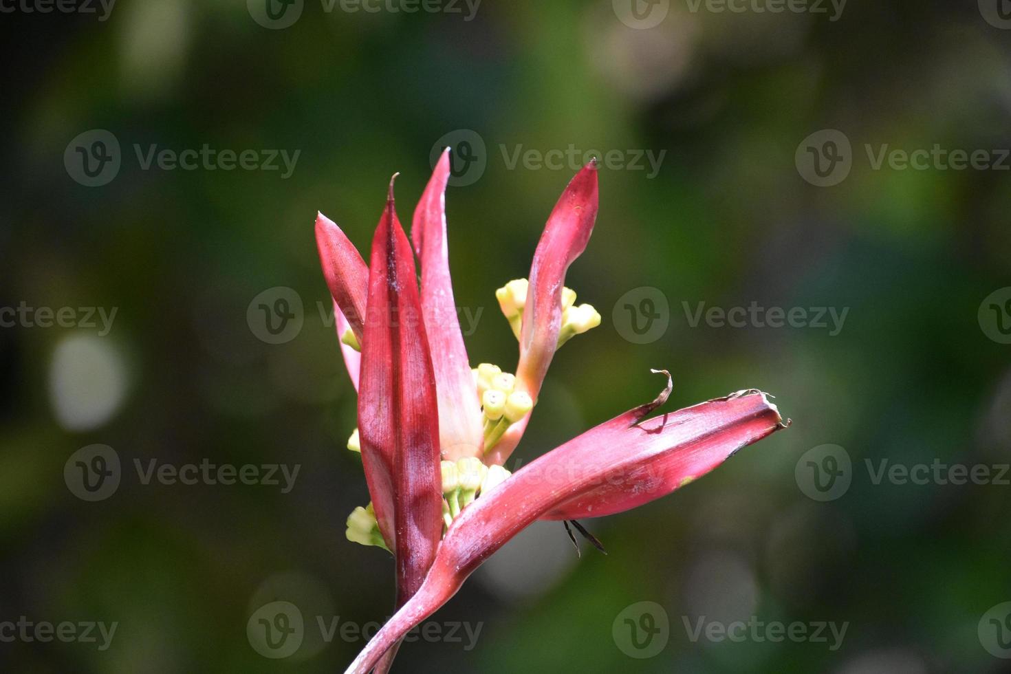 röd och gul tropisk paradisfågel blomma foto