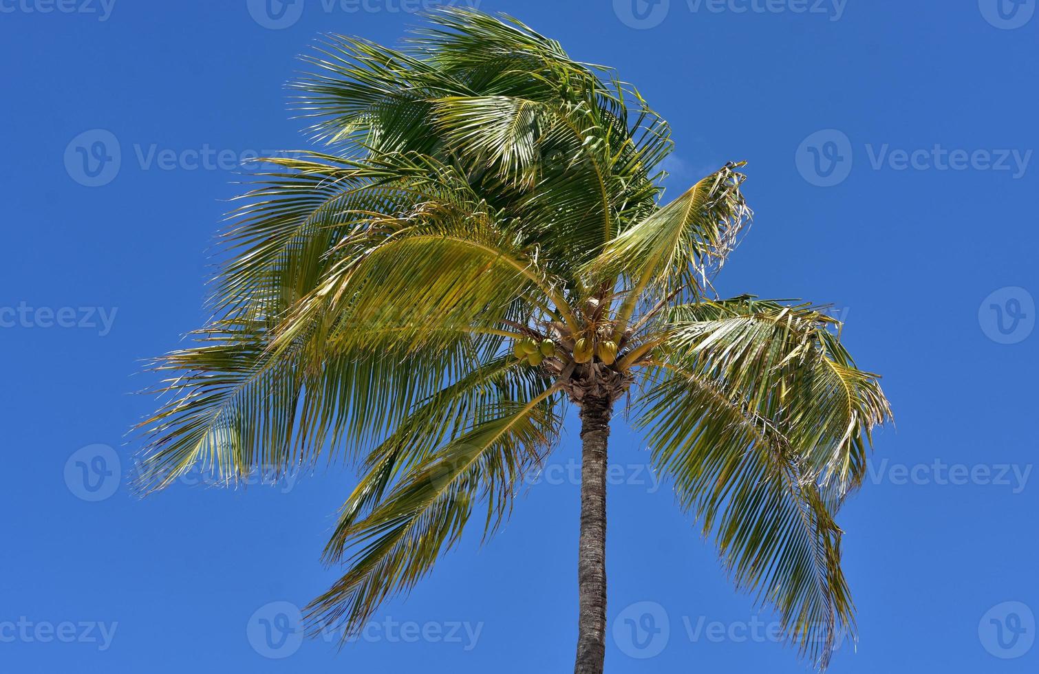 vinden blåser grenarna på en palm foto