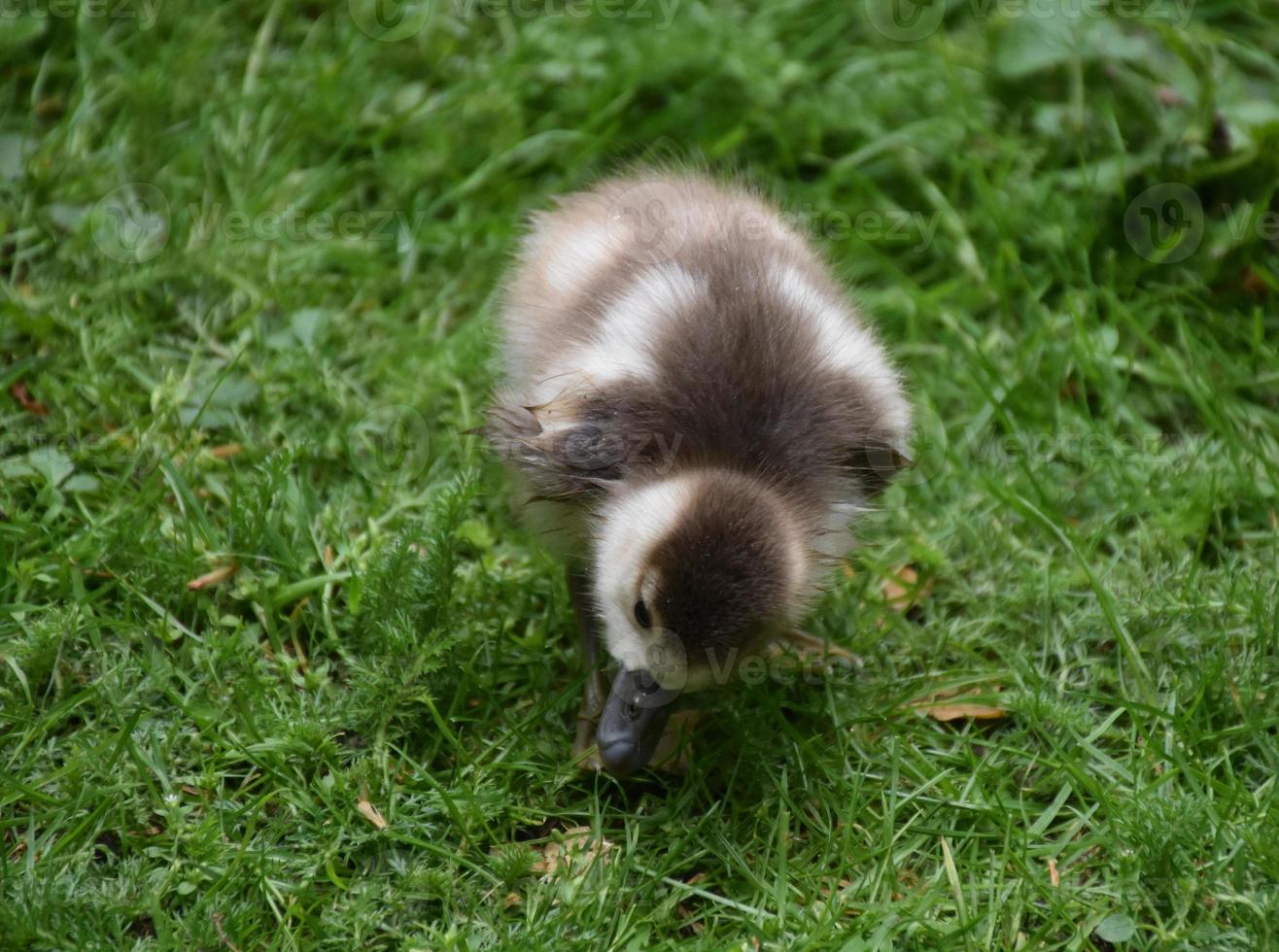 fluffiga fjädrar på en söt ankunge i det vilda foto