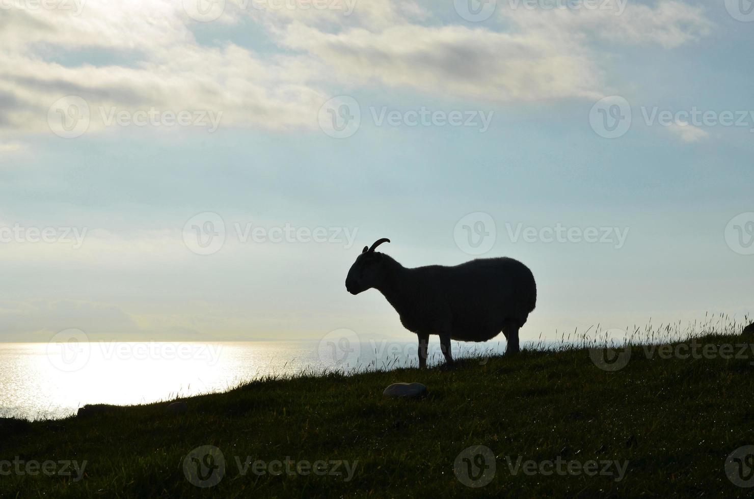 vacker himmel på ön skye med ett får som står på en kulle foto