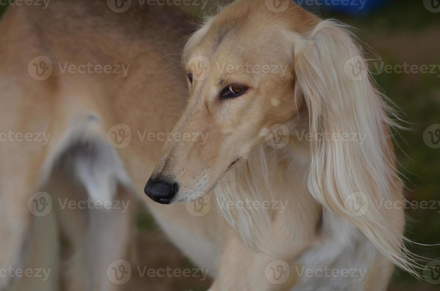 stor ansikte av en saluki hund profil foto