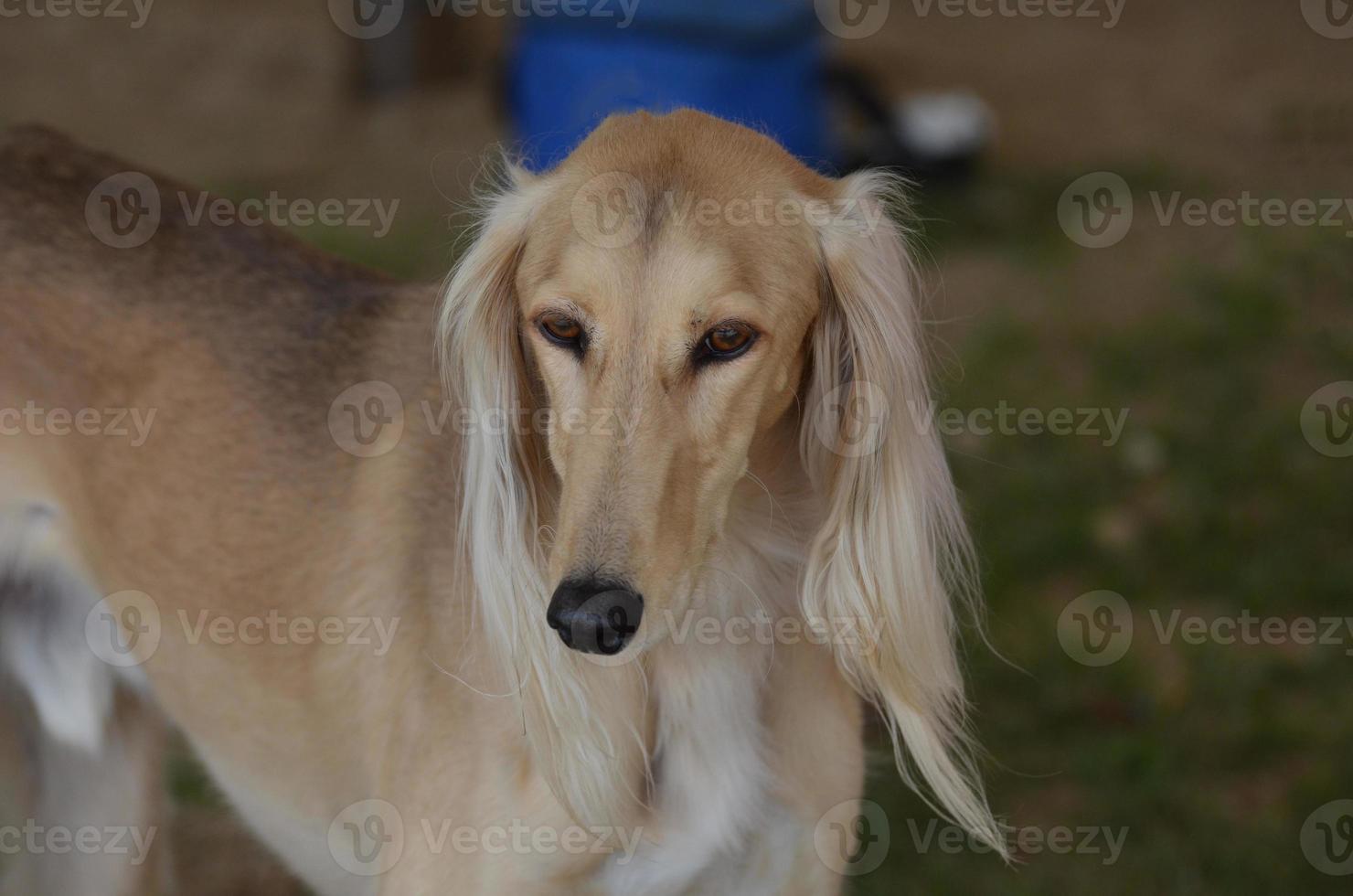 vacker blond saluki hund foto