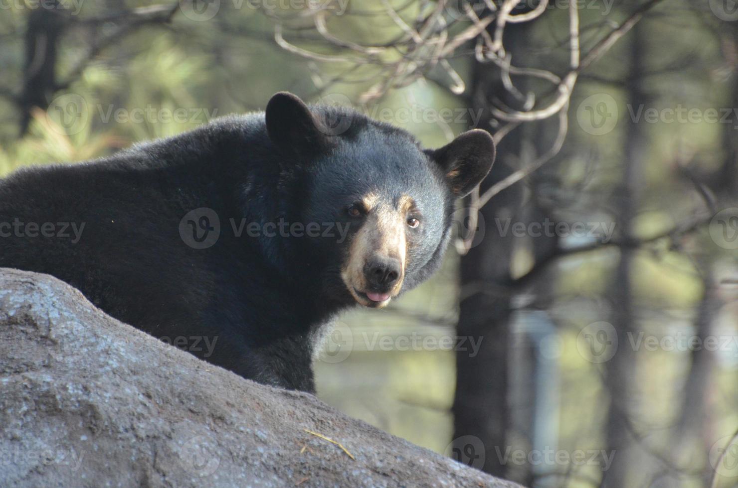 svart björn med sin rosa tunga som kikar fram foto