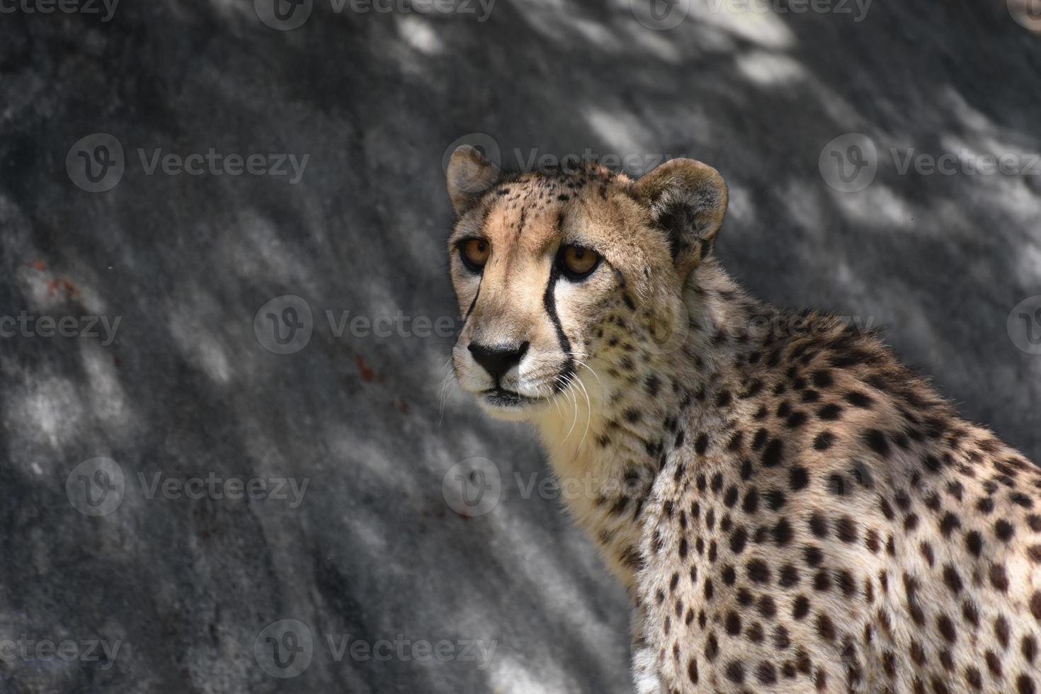 gepard med vackra ögon tittar i fjärran foto