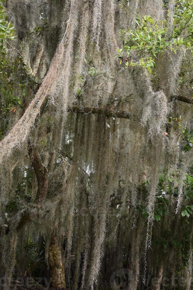 klasar av lång mossa hängande i bayou foto