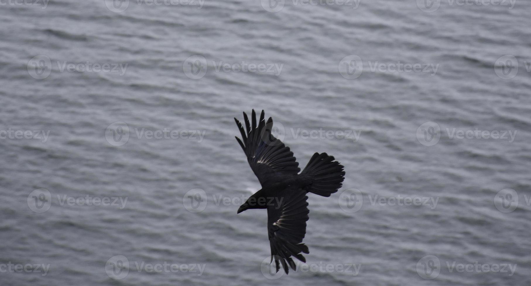 fantastisk svart kråka med sina vingar utsträckta under flykten foto