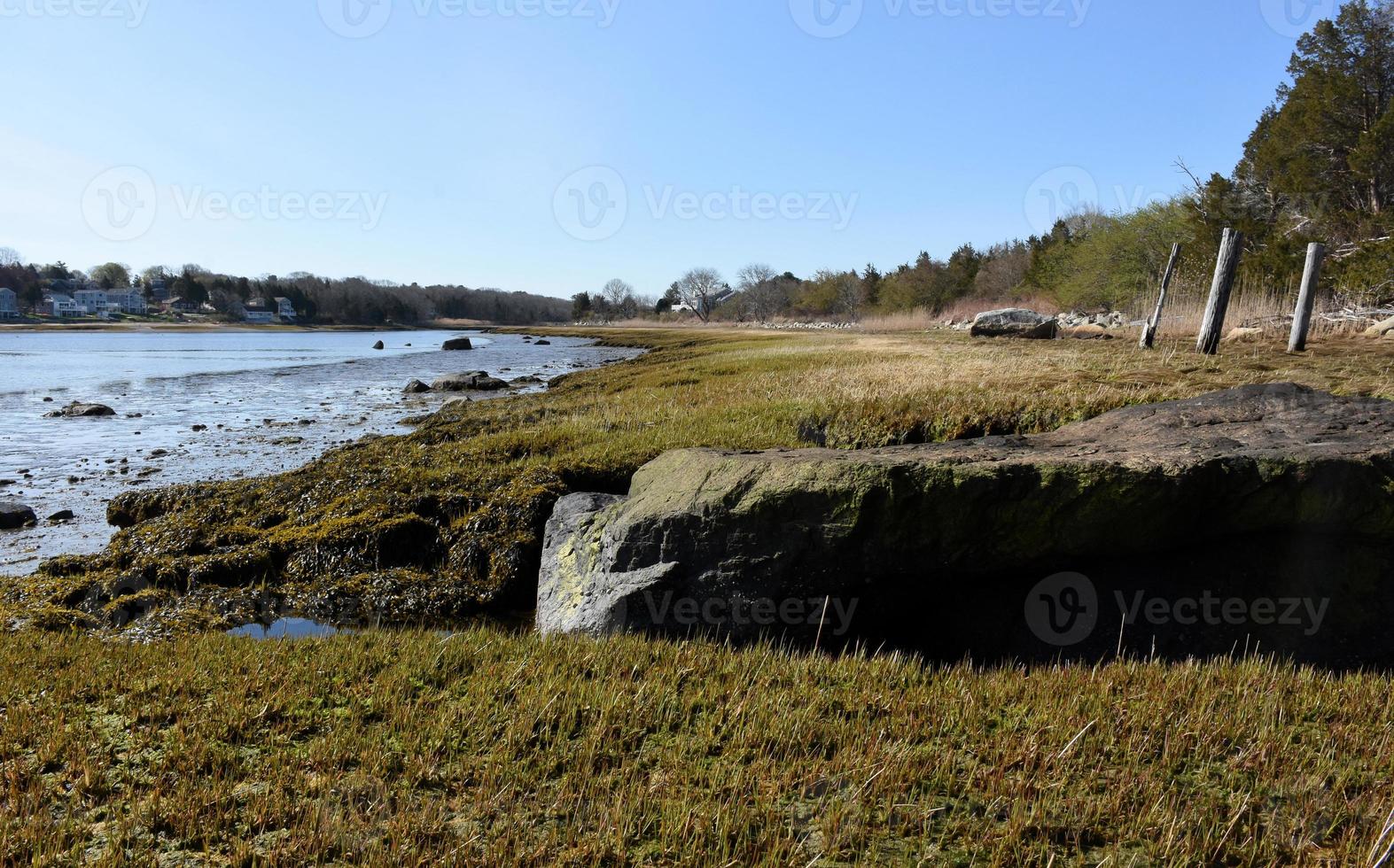 kustlinje med saltkärr exponerad vid lågvatten foto