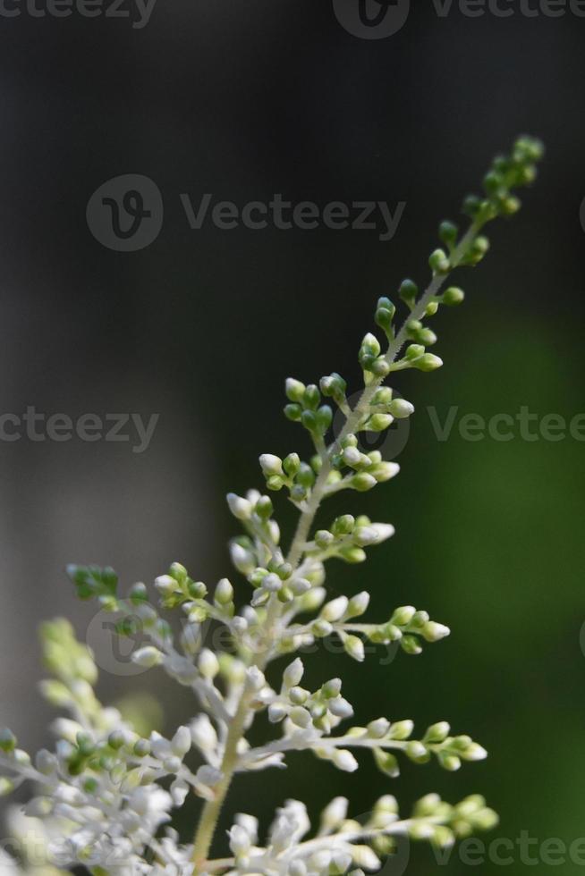 spirande astilbeväxt som blommar och blommar på våren foto