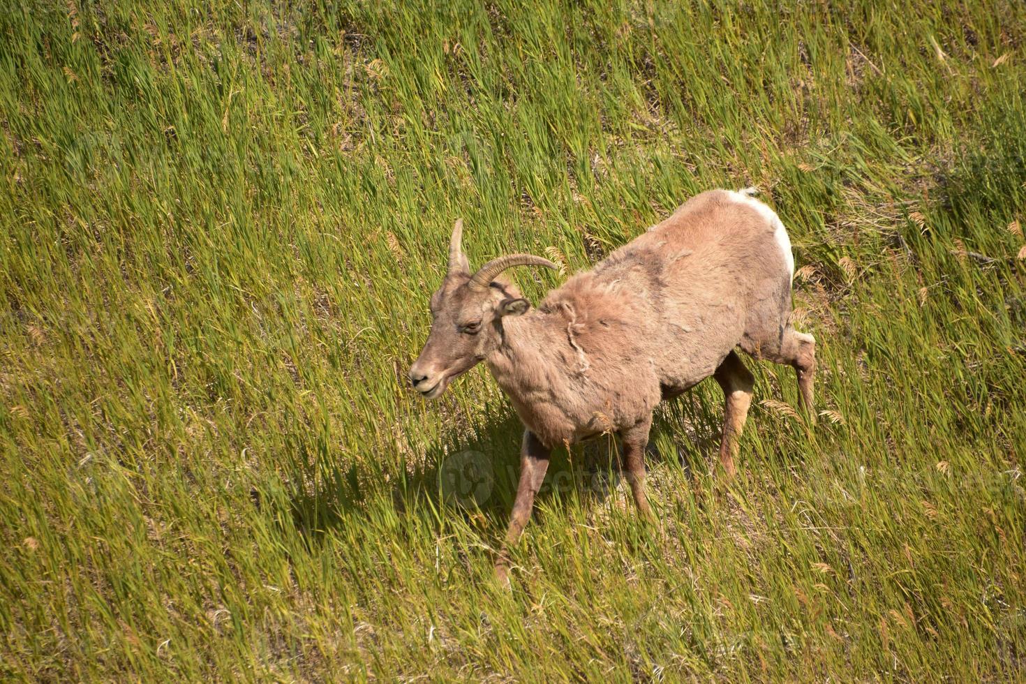 storhornsfår som går genom gräs i badlands foto