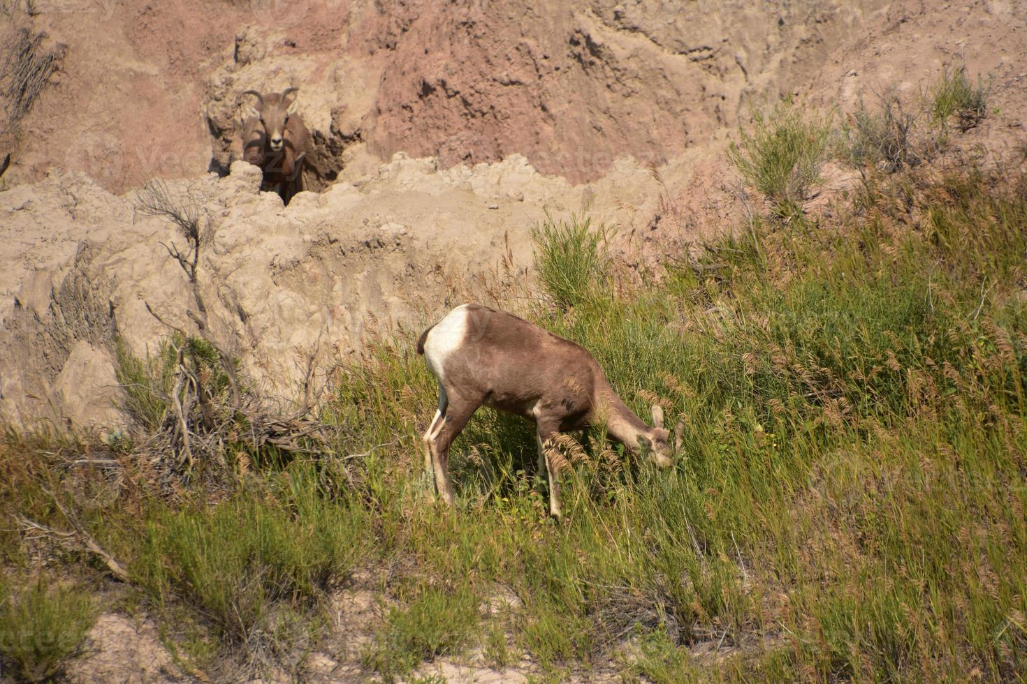 kanjon i badlands med ett bighornfår foto