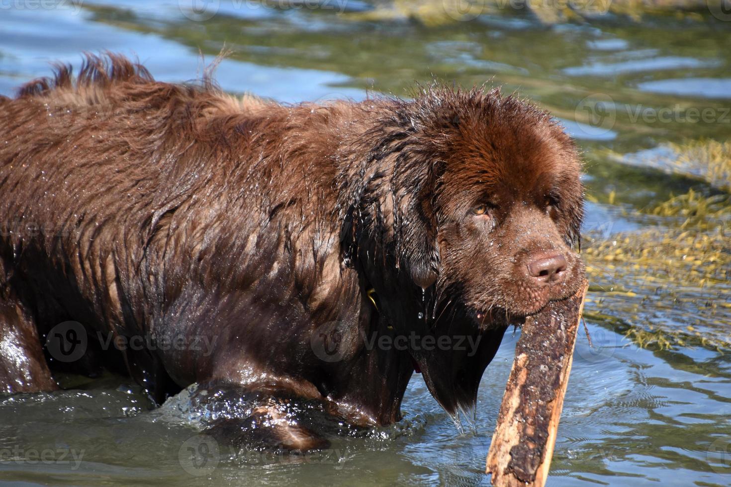 stor brun newfoundlandshund med en pinne i munnen foto