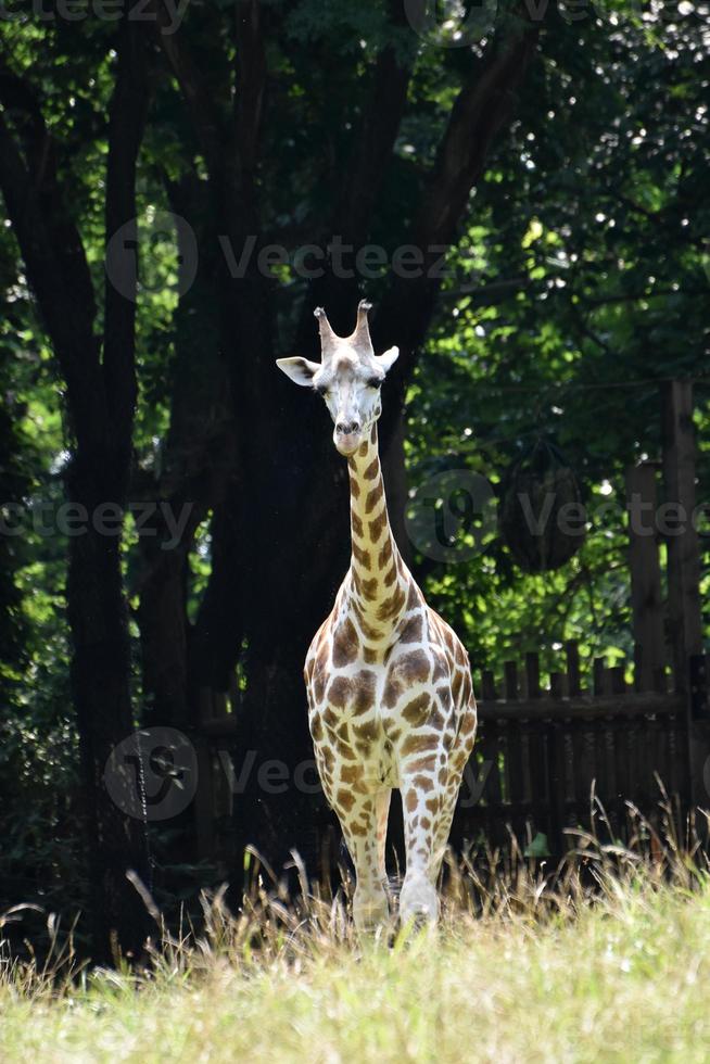 riktigt fantastisk liten giraff som blir större foto