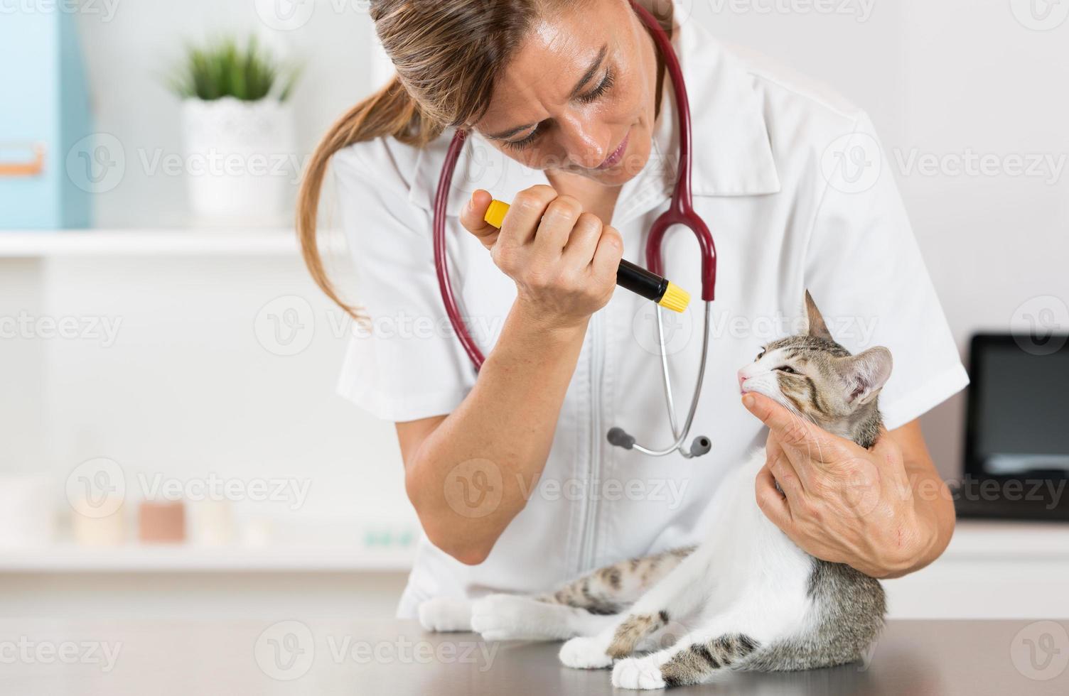 veterinärklinik med en kattunge foto