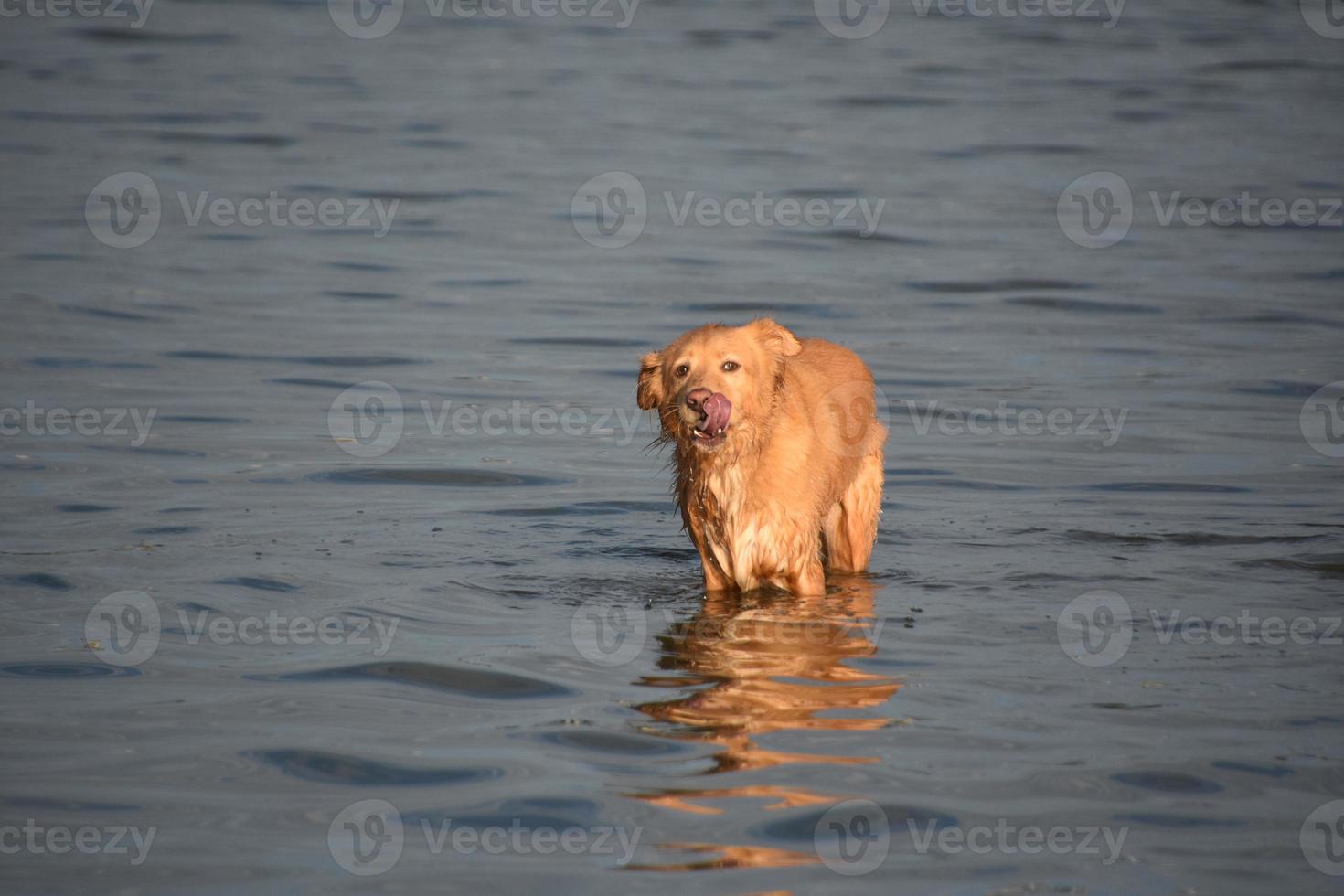 våt anka tolling retriever hund står i vatten slickar sin näsa foto