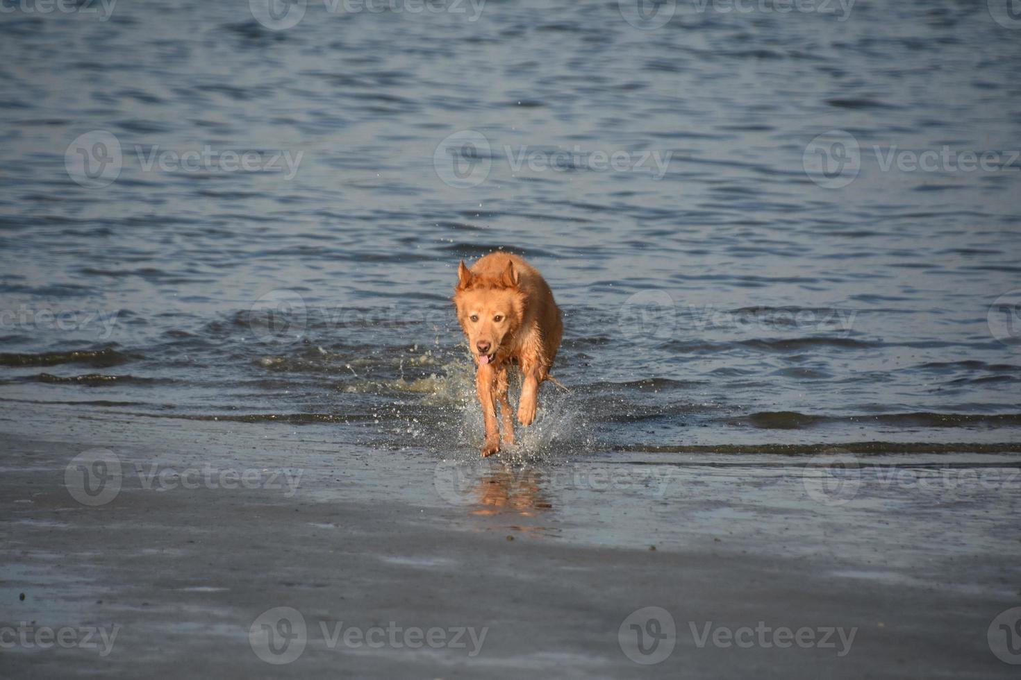 retrieverhund springer i grunt vatten på en strand foto