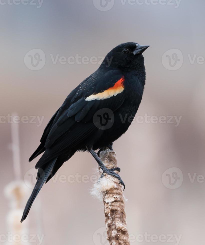 manlig rödvingad svart fågel foto