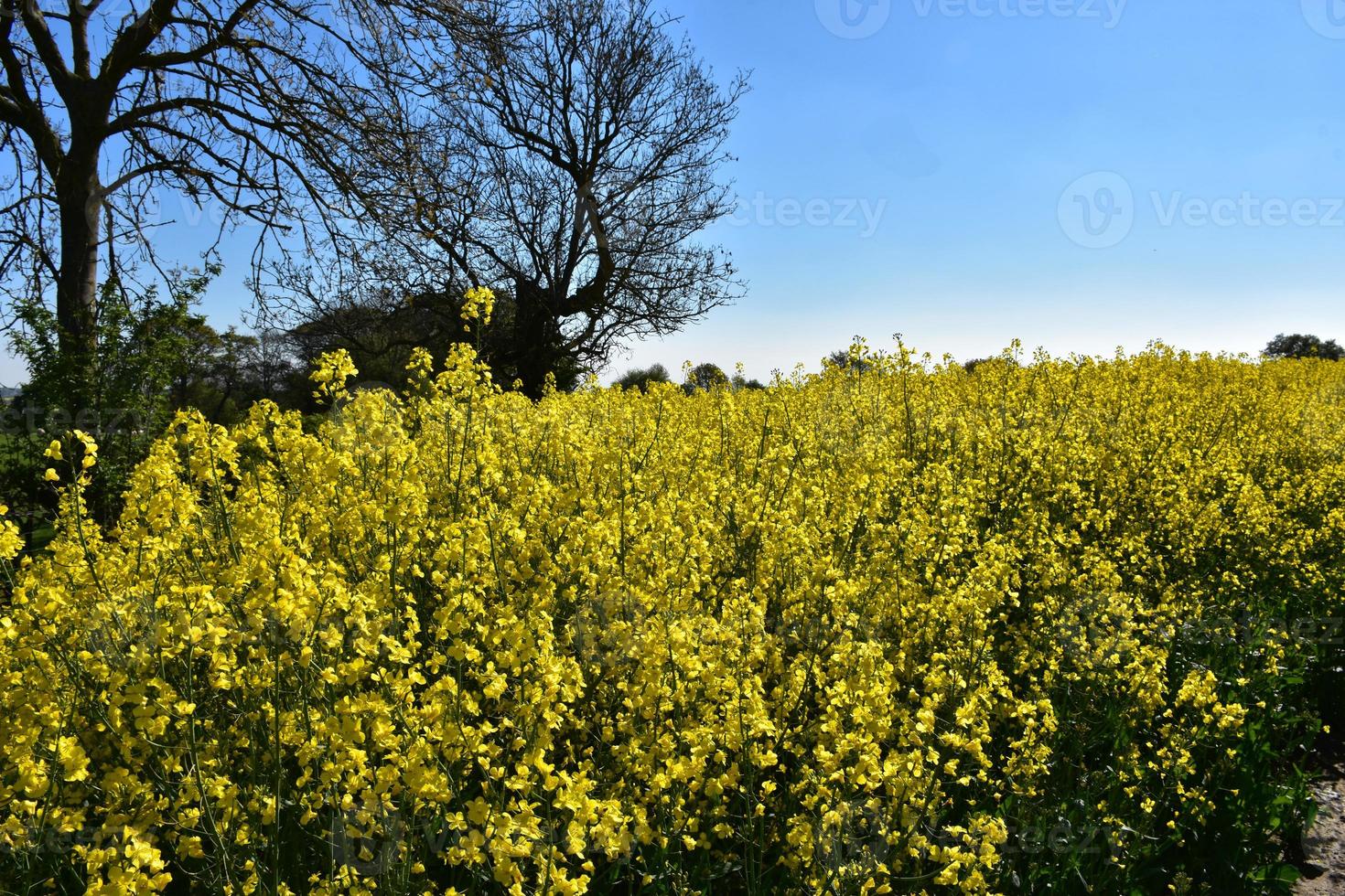 rapsfröfält av blommor som blommar på en vårdag foto