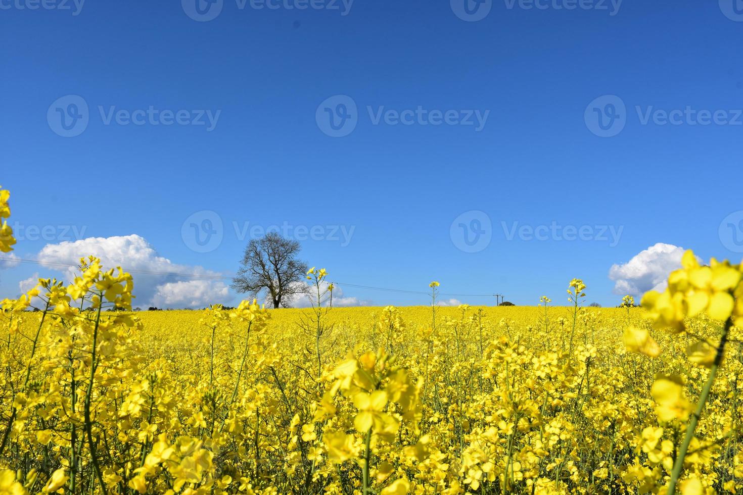 vackert gult fält av blommande rapsfrö i blom foto