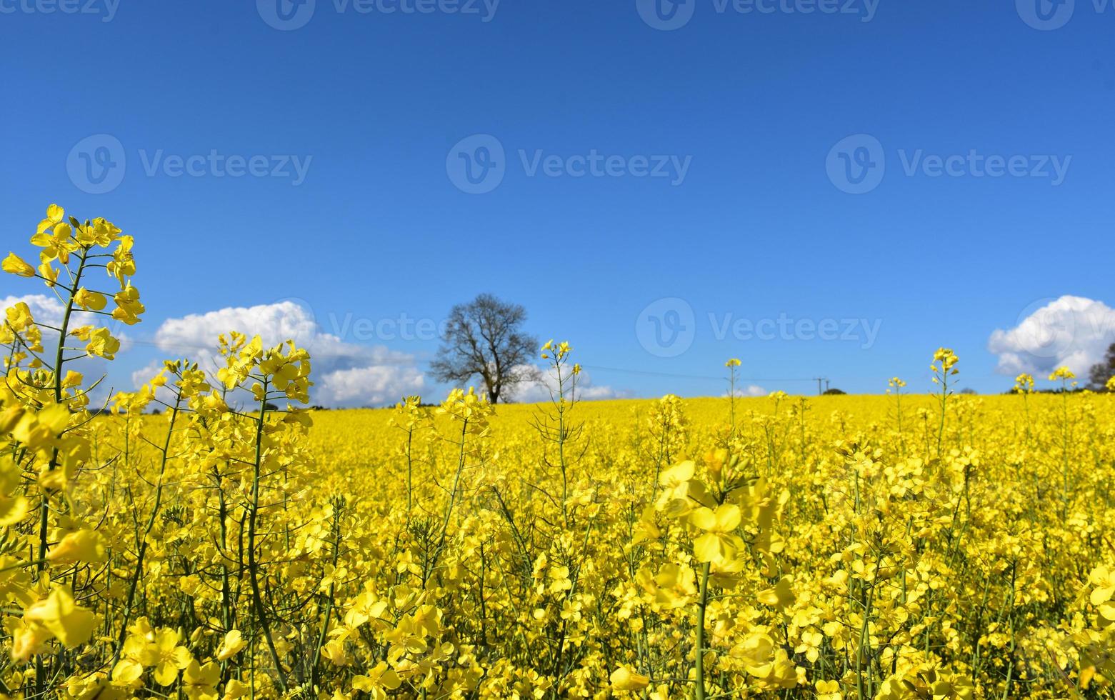 gult rapsfrö som blommar i ett stort fält foto