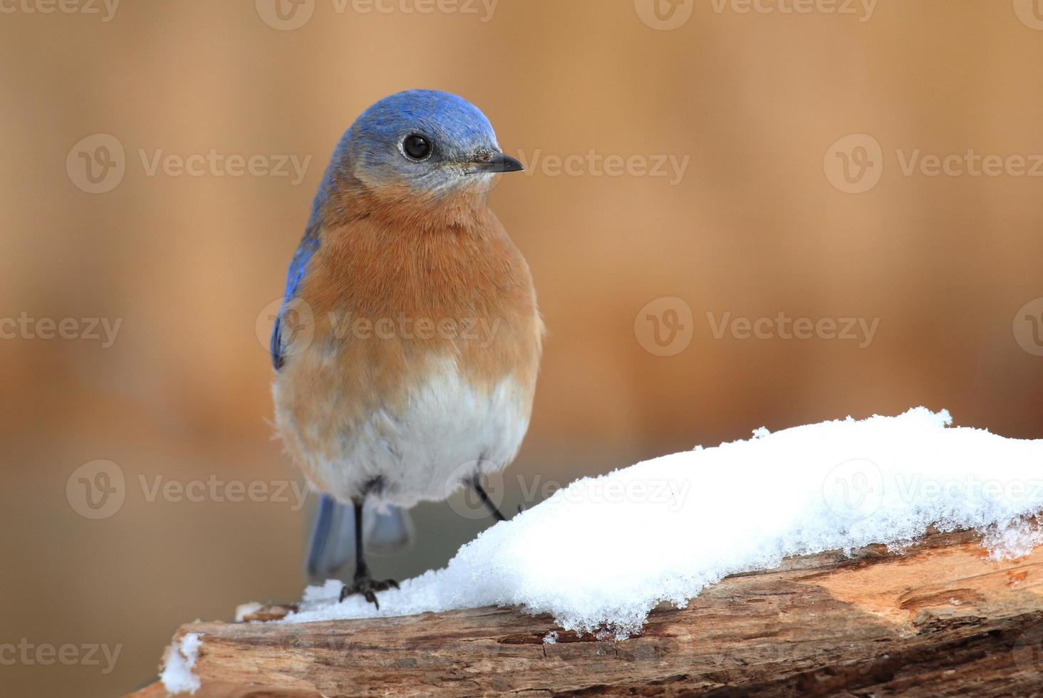 manlig östra blåfågel i snö foto