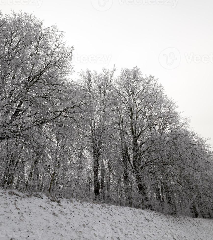 en vinterskog foto