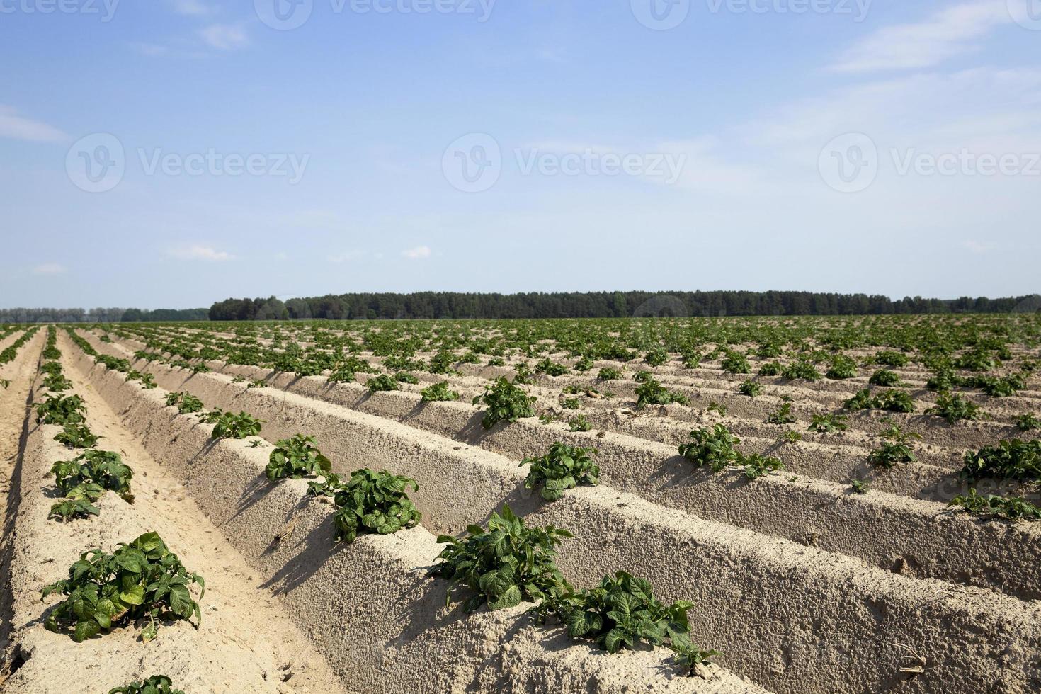 jordbruk, potatisfält foto