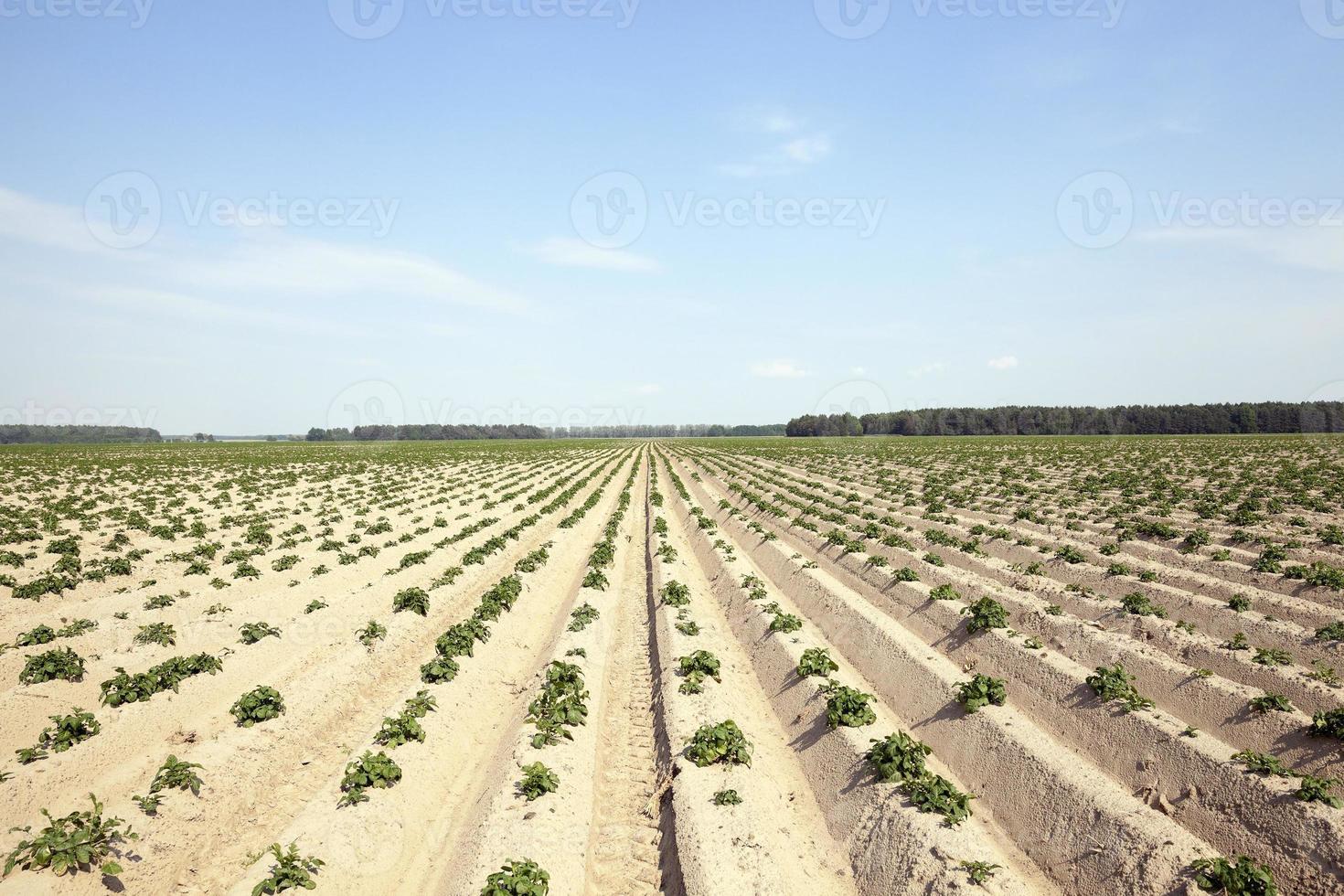 jordbruk, potatisfält foto