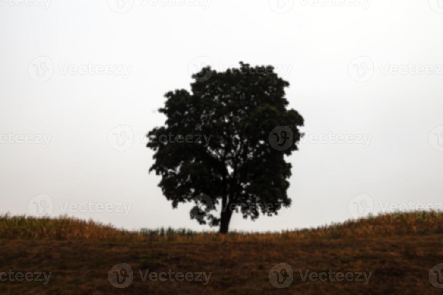 träd på fältet foto