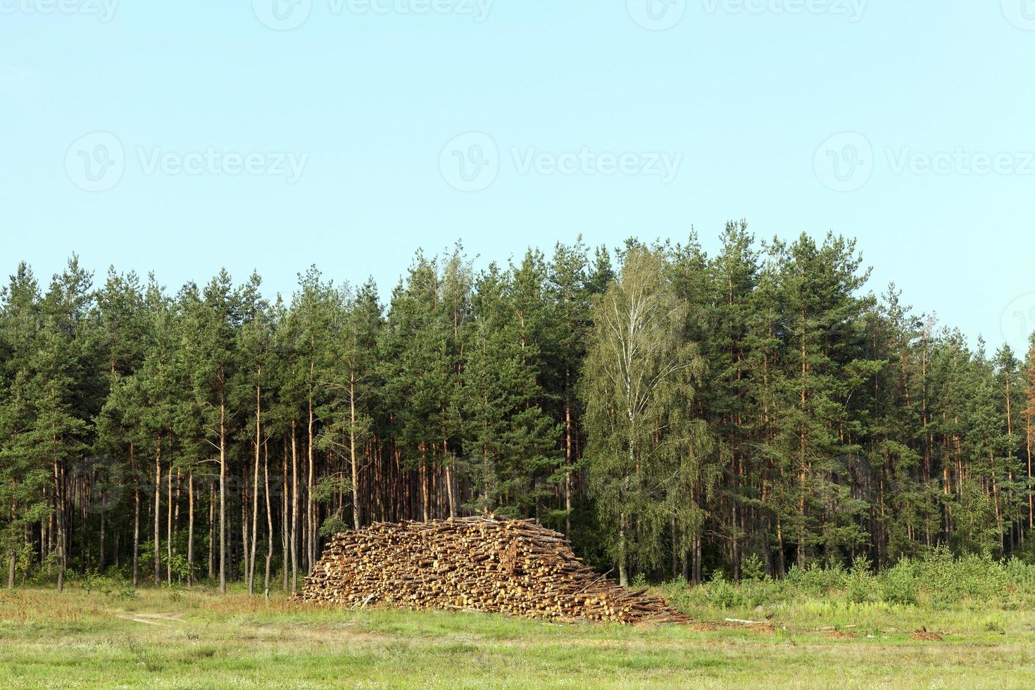 trädstammar, avverkning foto