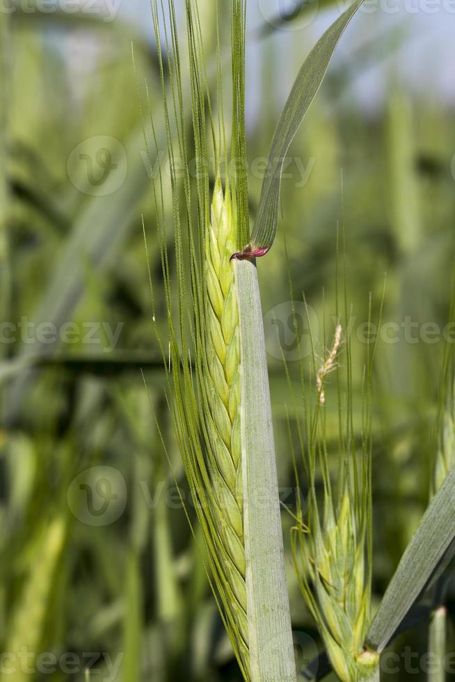 öron av vete närbild foto