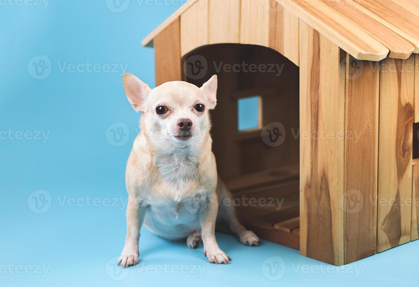 brunt kort hår chihuahua hund sitter framför trä hund hus, tittar på kameran, isolerad på blå bakgrund. foto