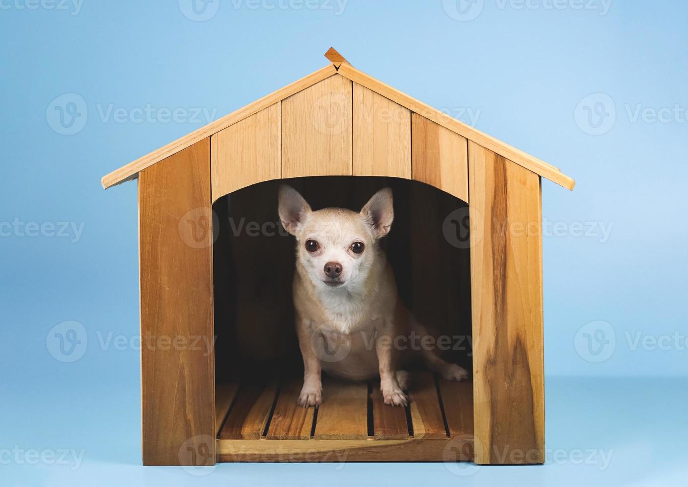 fet brun kort hår chihuahua hund sitter inne i trä hundkoja, isolerad på blå bakgrund. foto