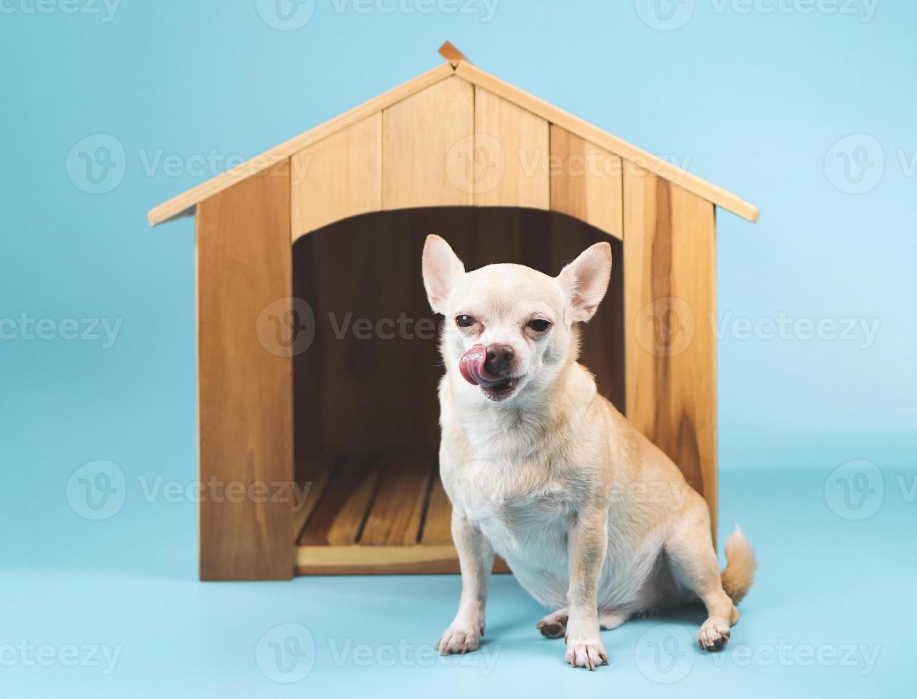 brunt kort hår chihuahua hund sitter framför trä hund hus, slickar läppar, isolerad på blå bakgrund. foto