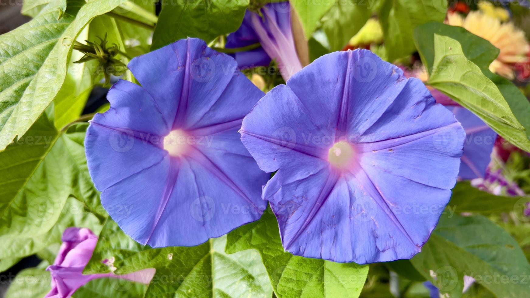 två blå morning glory blommor foto