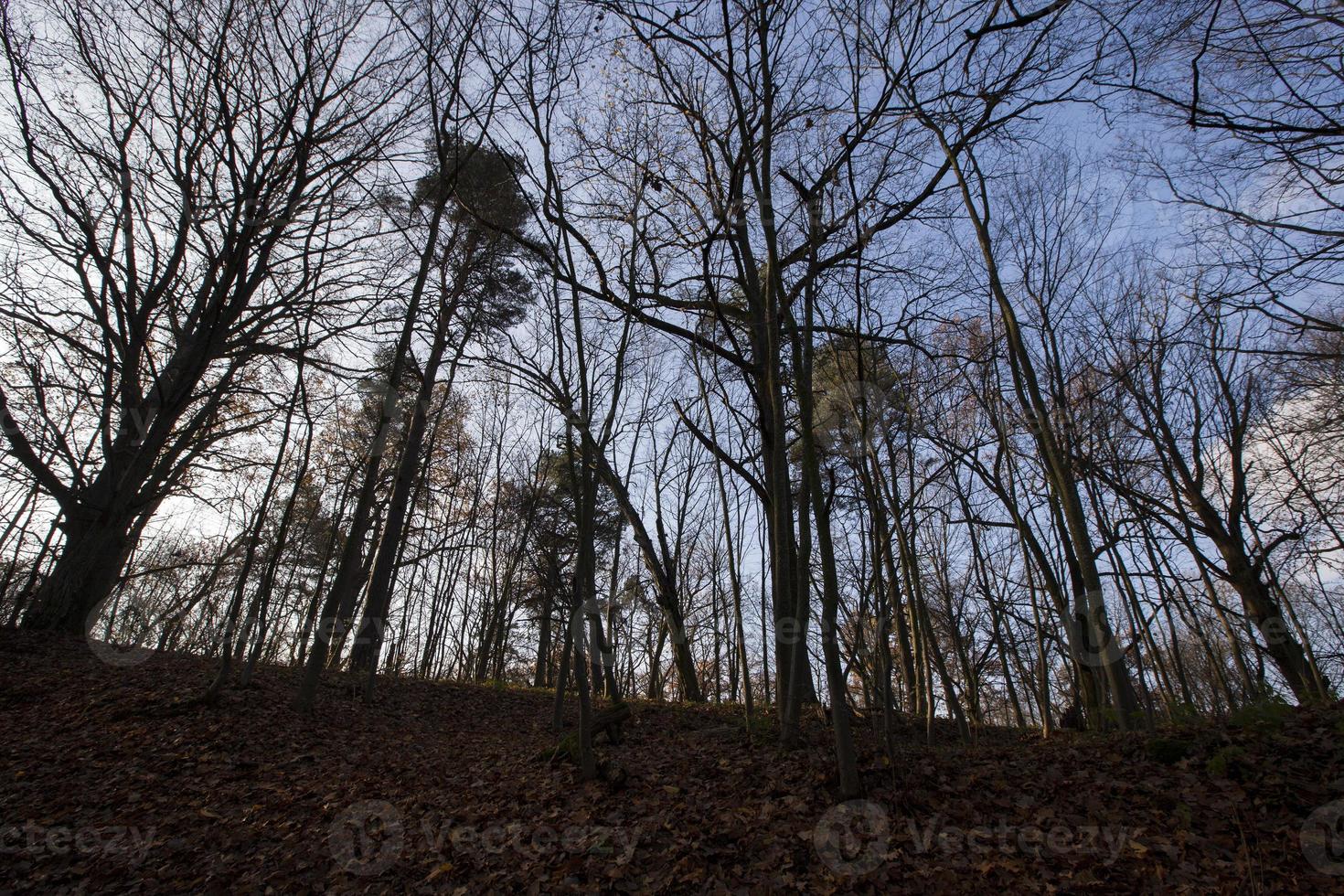 höstens skogspark. foto