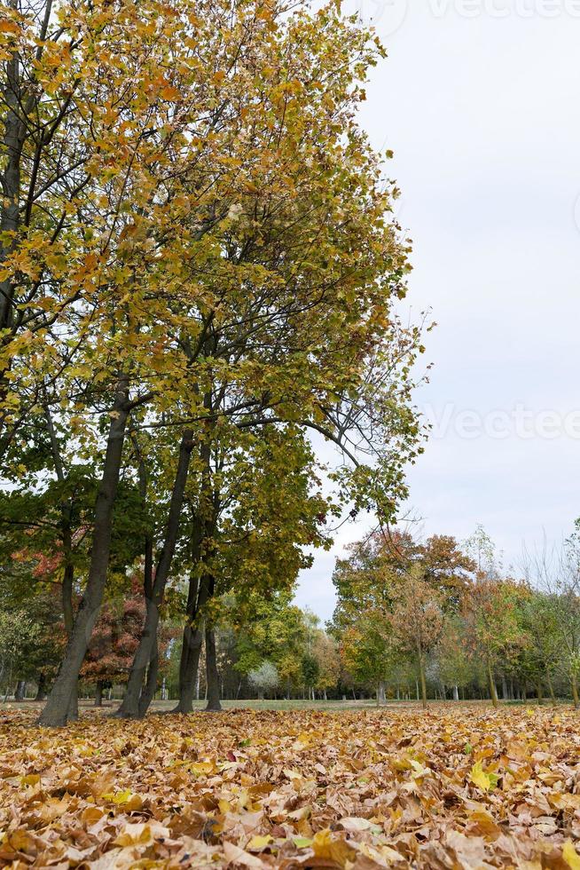 soligt väder, park foto