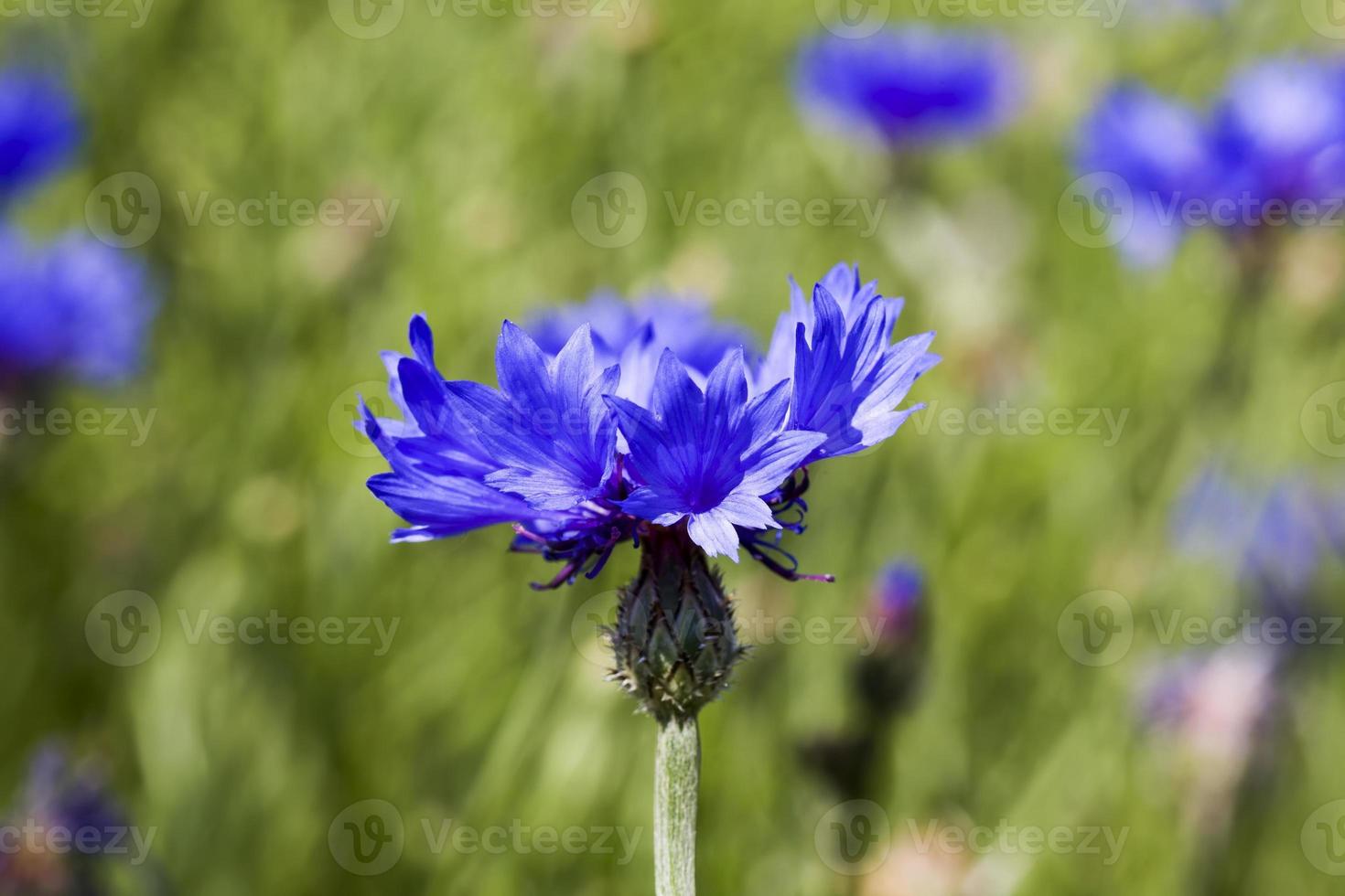 vacker blomma, blåklint foto