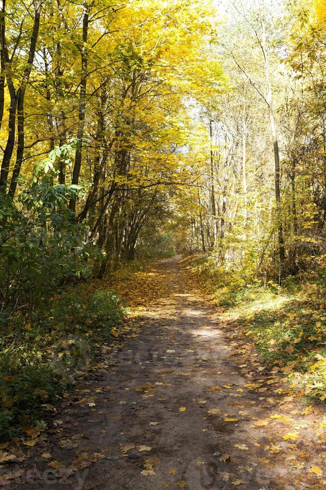 skog under hösten foto