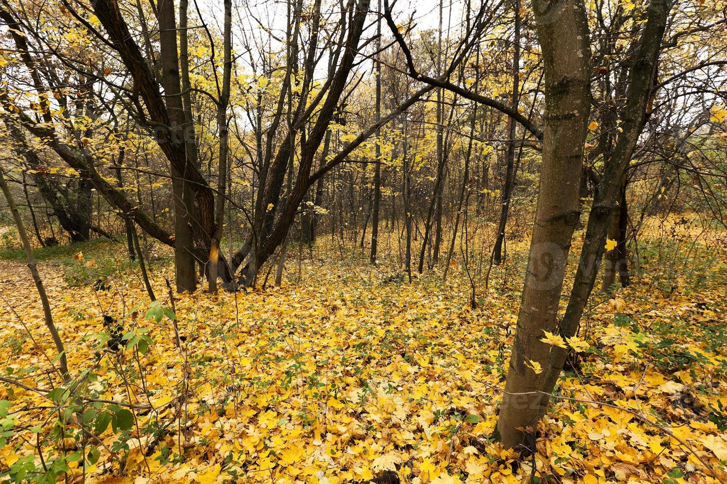 höstsäsongens skog foto