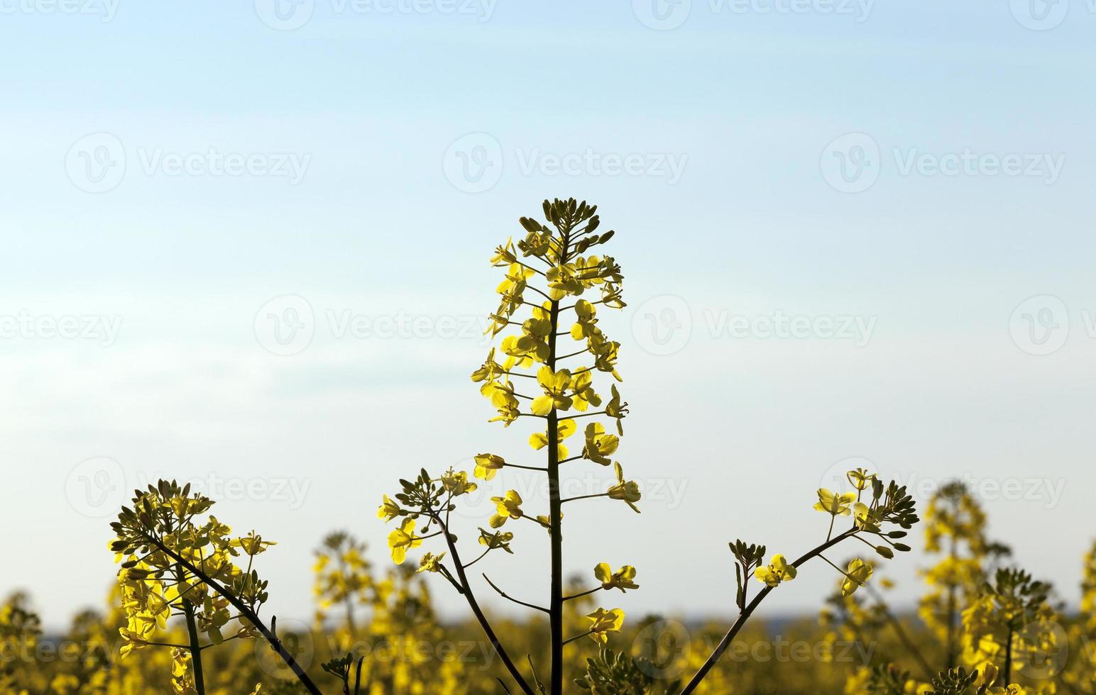 rapsfält, närbild foto