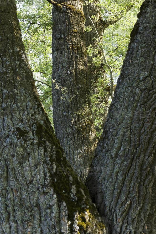 vacker natur, närbild foto