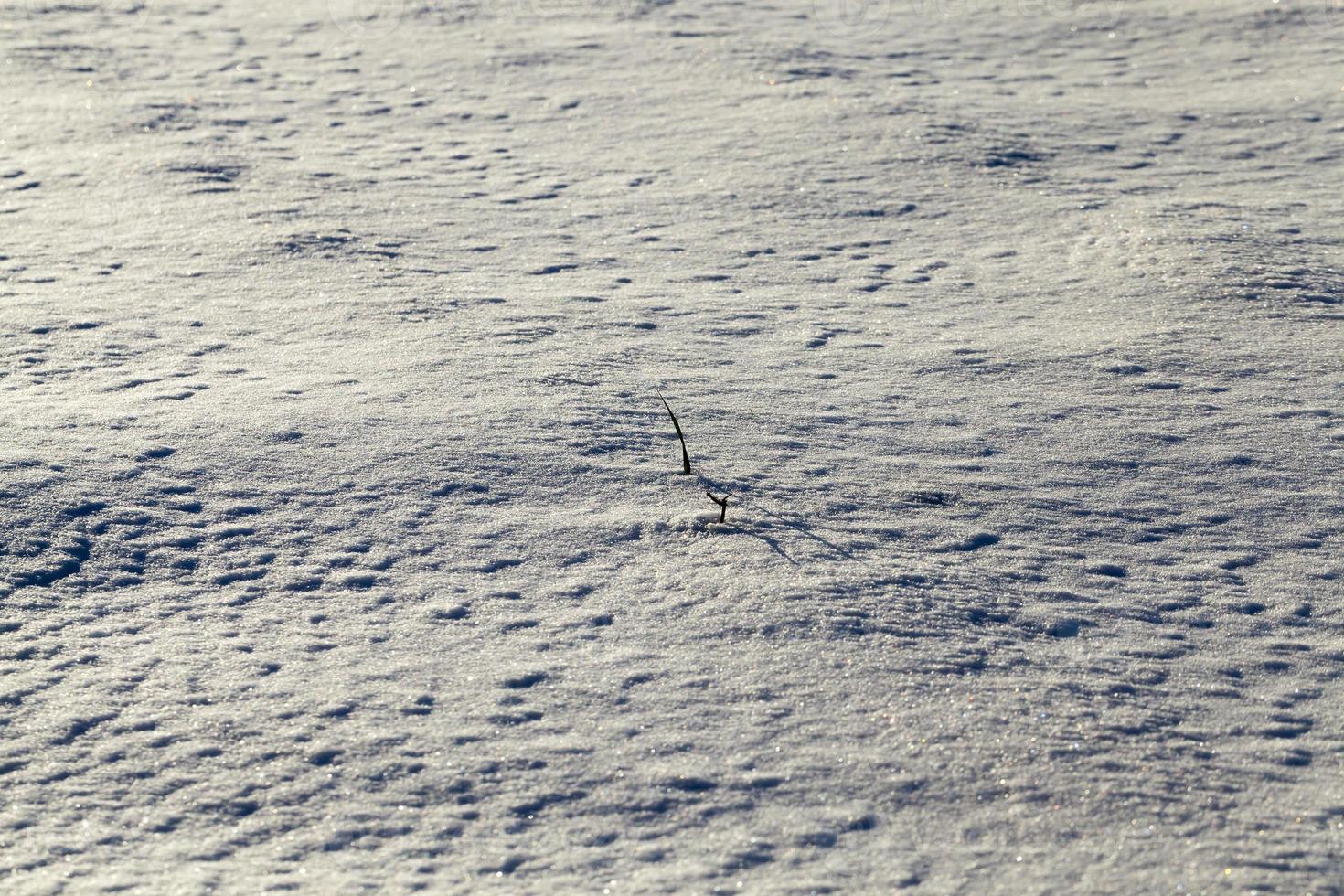 snödrivor, närbild foto