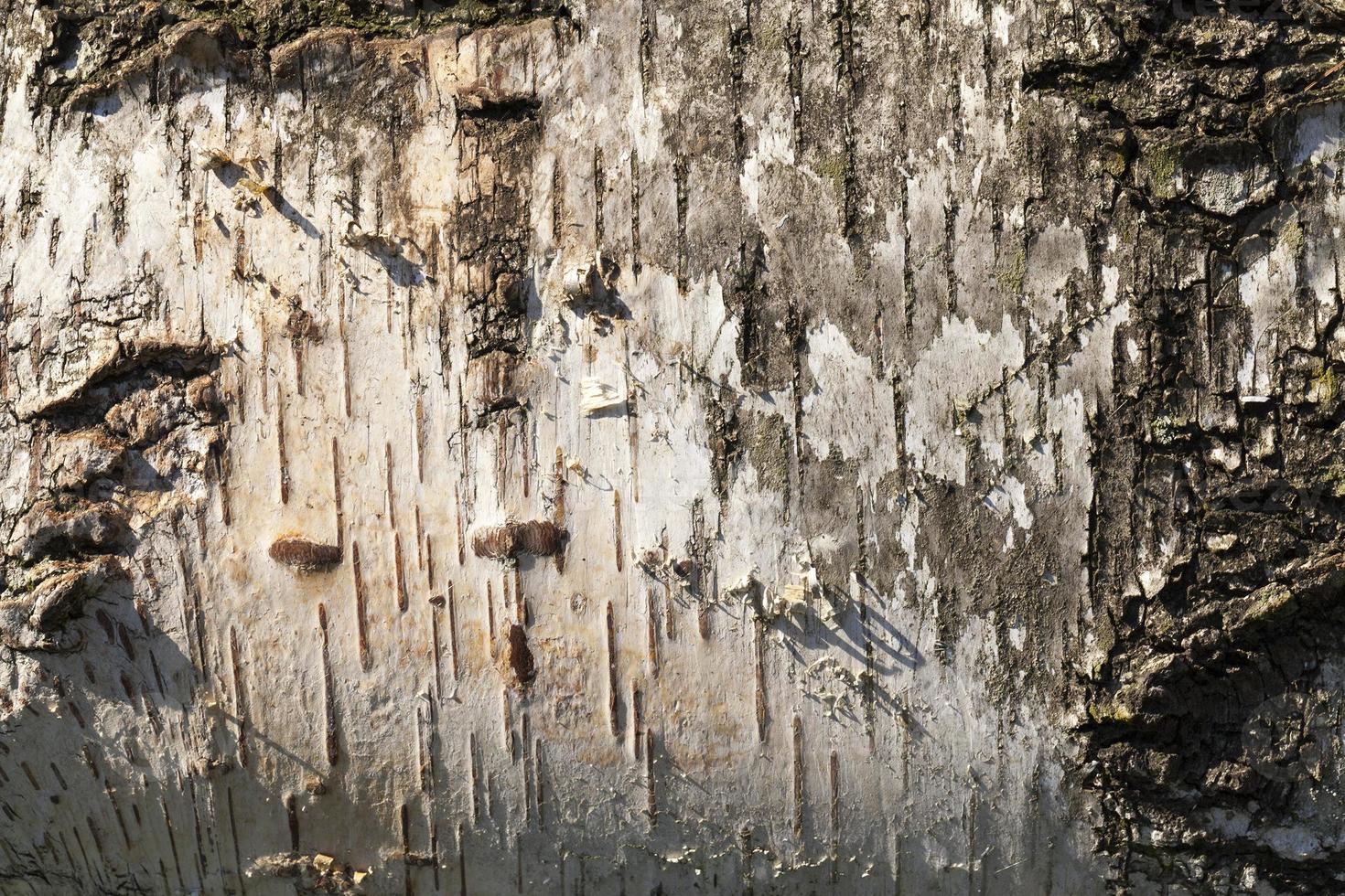 bark detalj, närbild foto