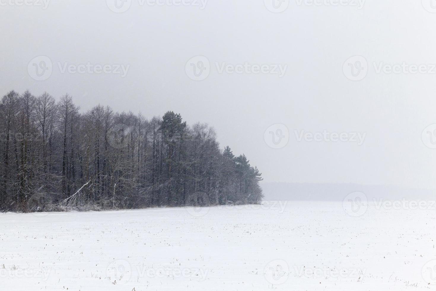 snödrivor på vintern foto