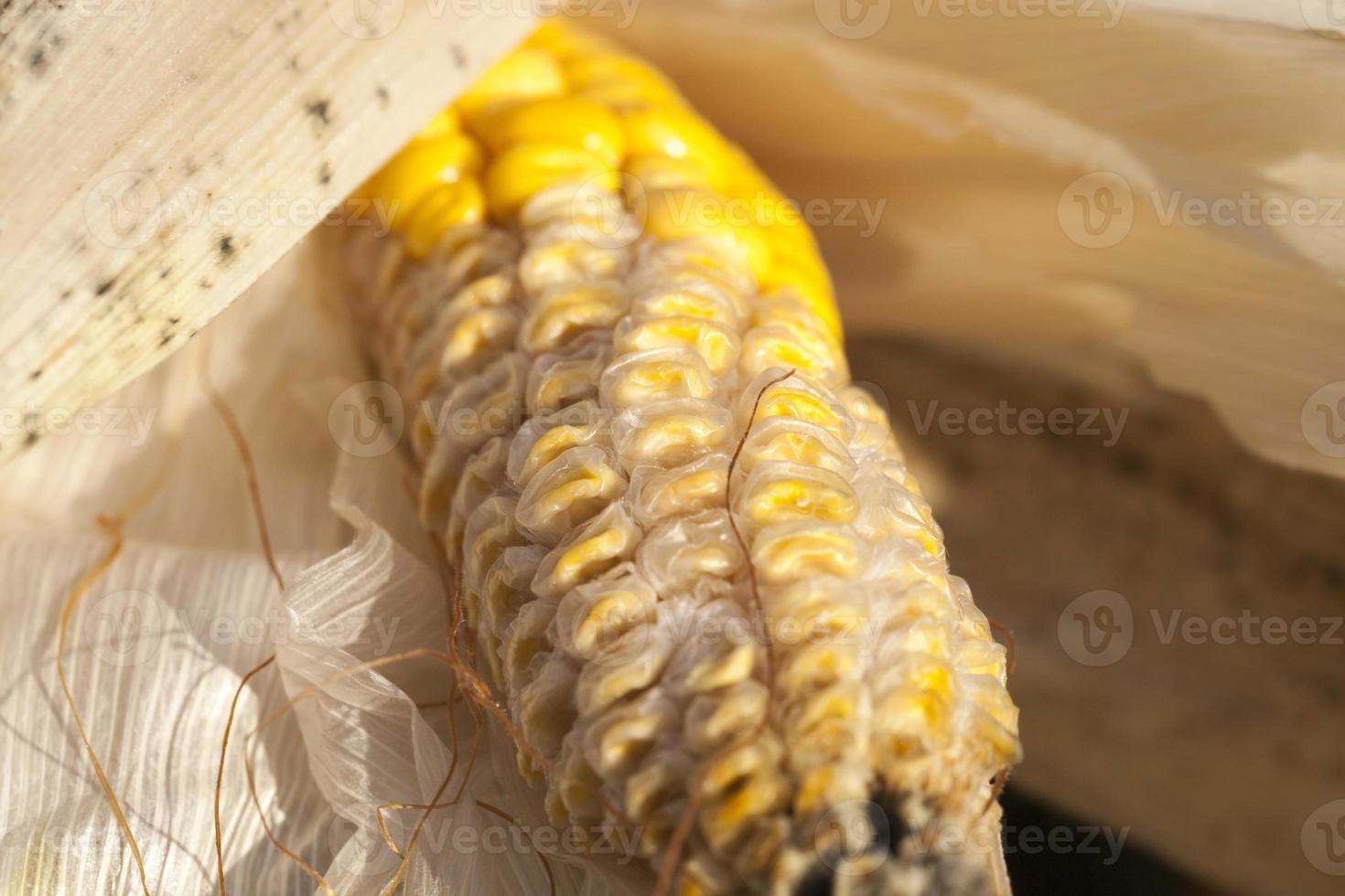 gul majs, närbild foto