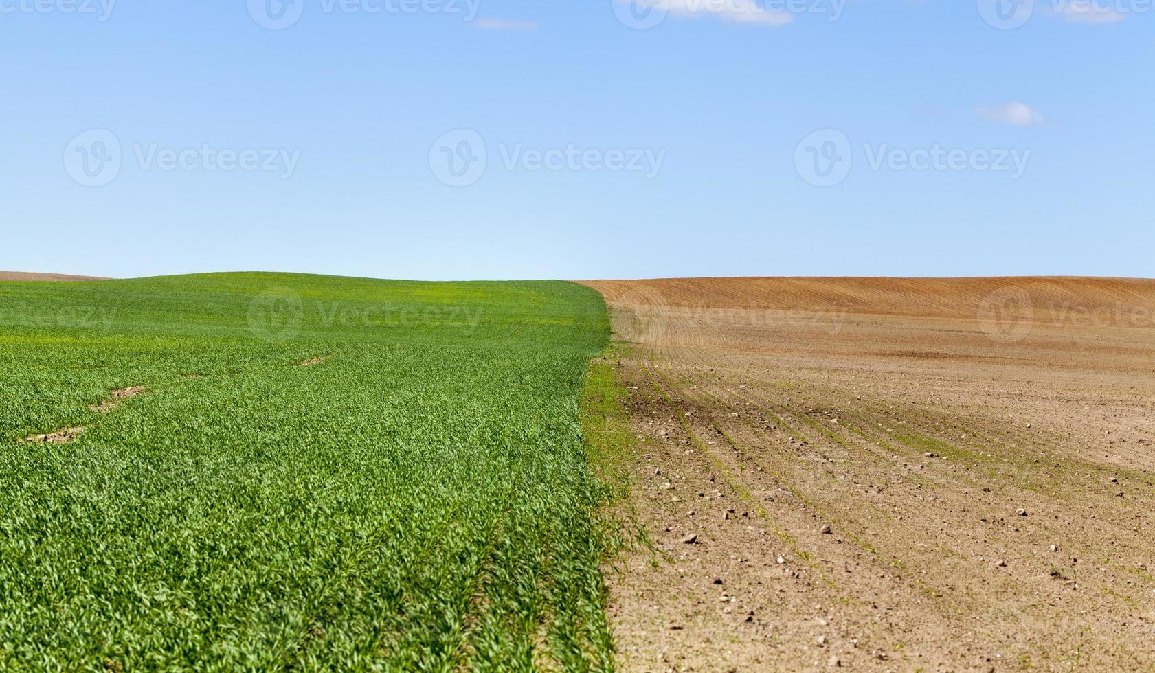 jordbruksfält och himmel foto