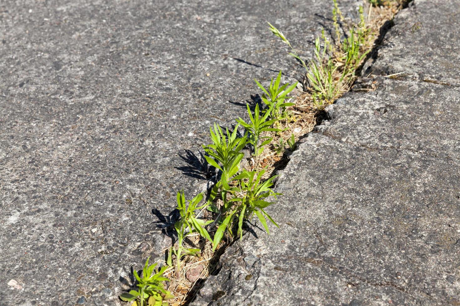 grönt gräs grodde genom armerade betongplattor foto