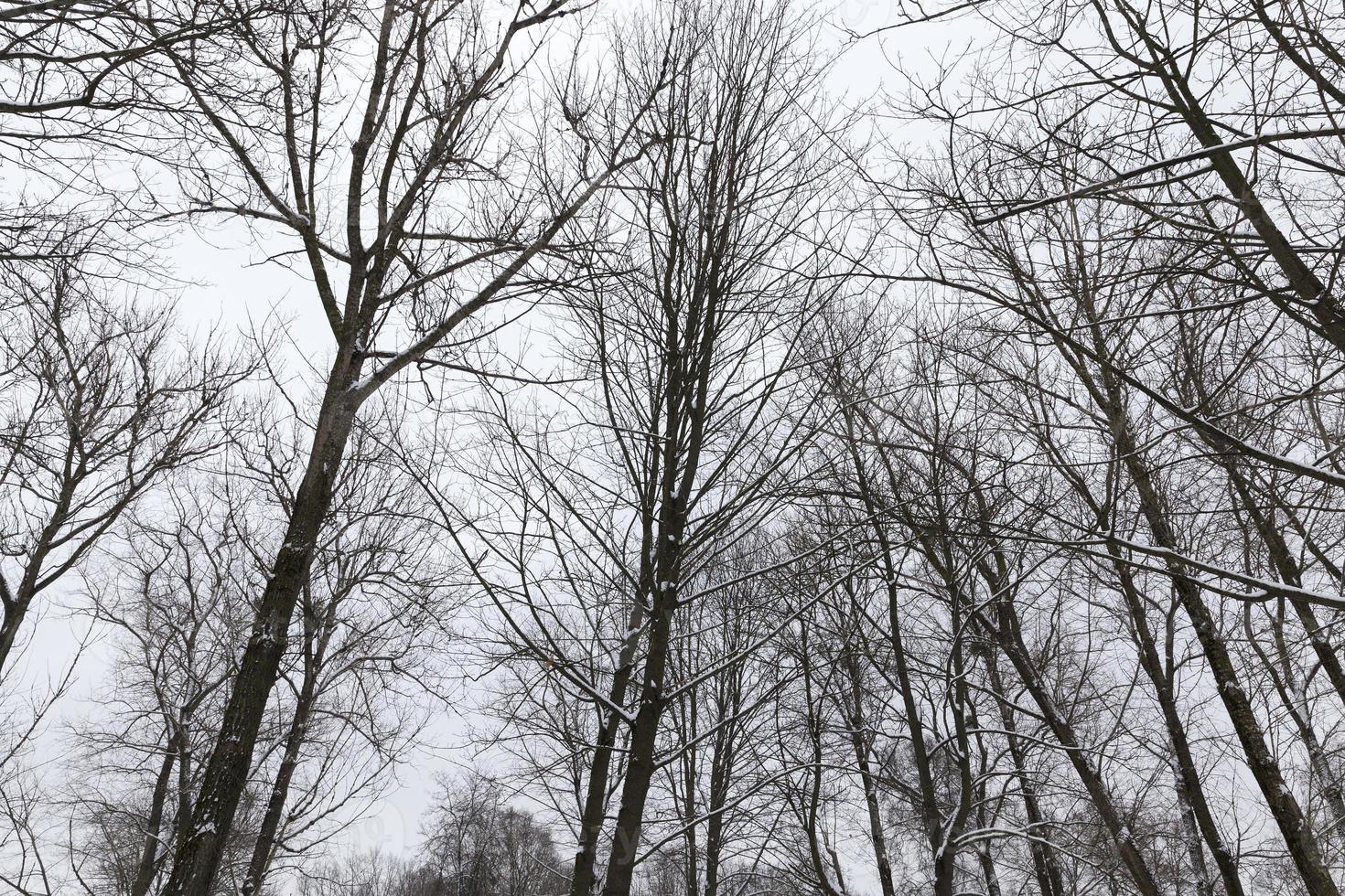 frostig vinter efter snöfall med kala lövträd foto